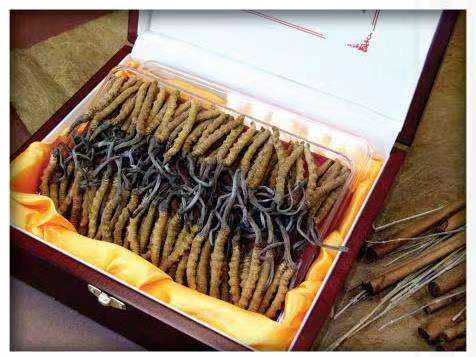 海丰冬虫夏草回收